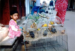 birds for sale, © Bernie Snoyer