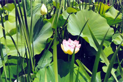 Lotus flower; © D. J. Cibrario