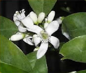 pomelo flower