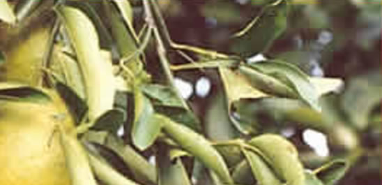 pomelo fruit