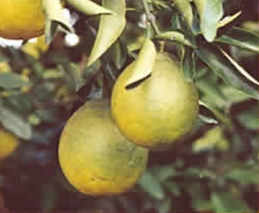 pomelo fruit