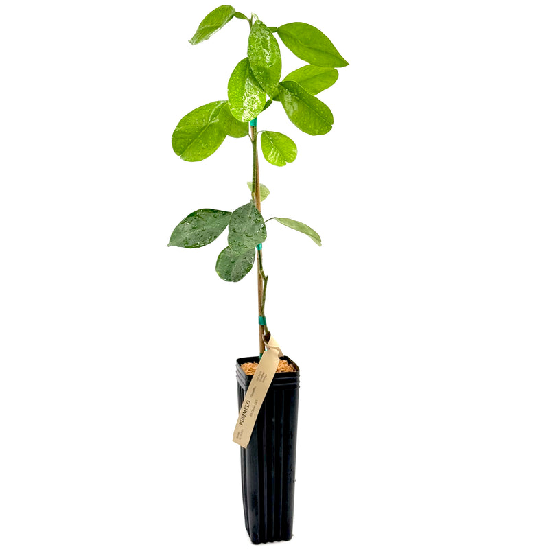 Chandler Pomelo Tree