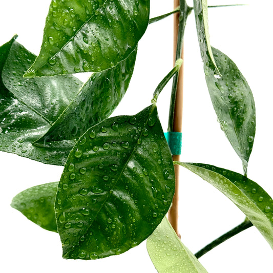 Tarocco Blood Orange Tree