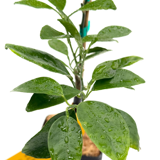 Cara Cara Navel Orange Tree