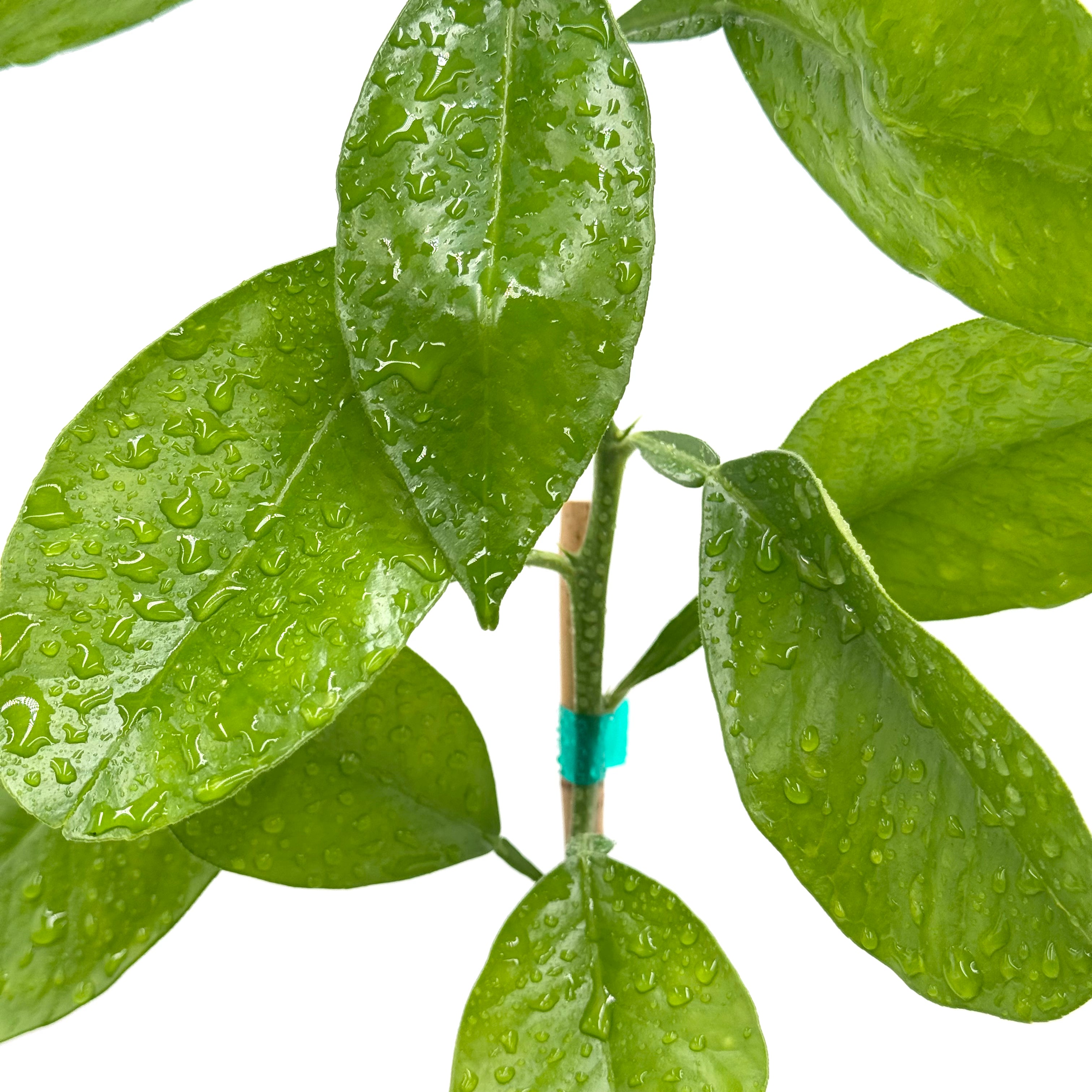 Chandler Pomelo Tree
