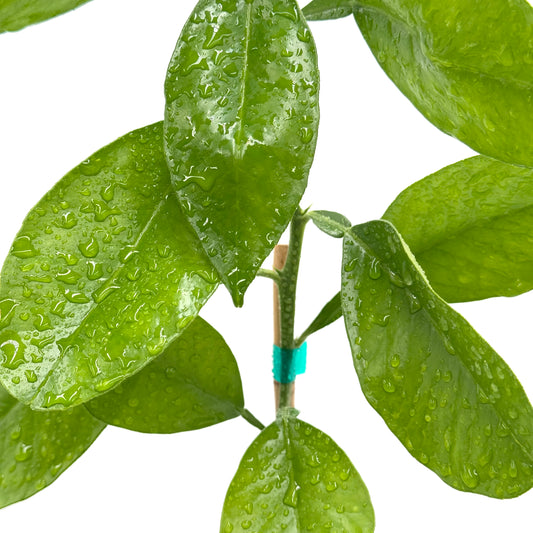 Chandler Pomelo Tree