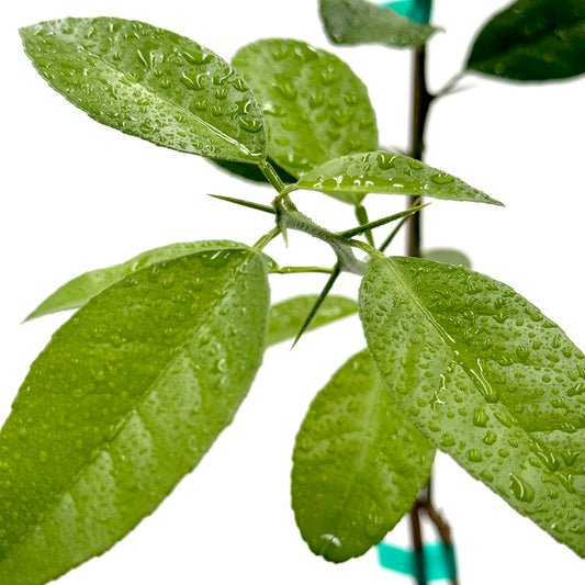 New Zealand Lemonade Tree