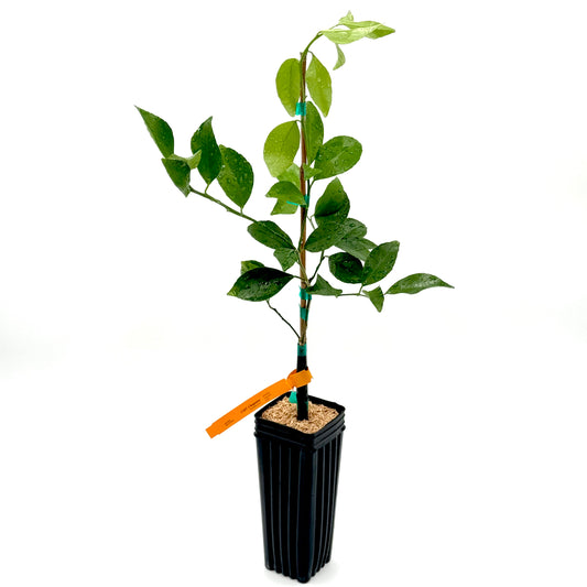 Cleopatra Mandarin Tree