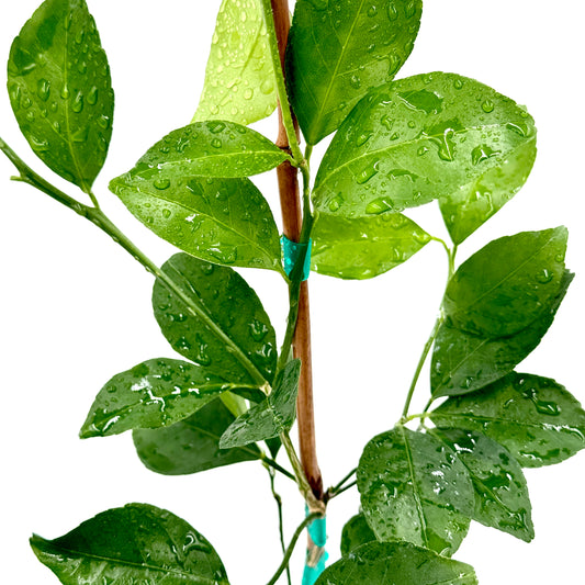 Cleopatra Mandarin Tree