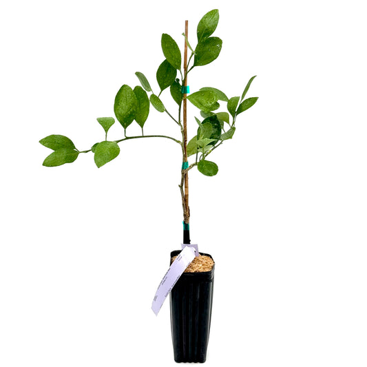 Frost Owari Satsuma Mandarin Tree