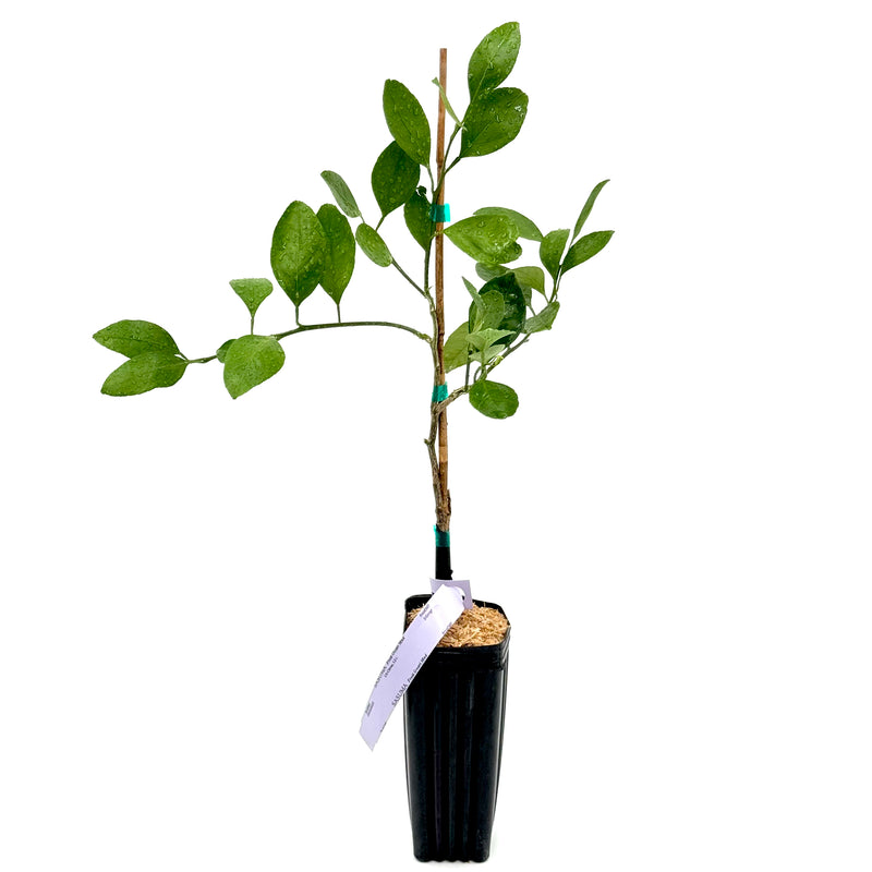 Frost Owari Satsuma Mandarin Tree