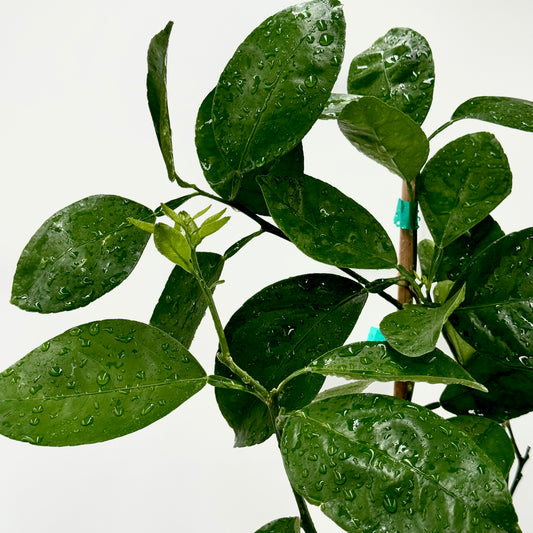 Orlando Tangelo Tree