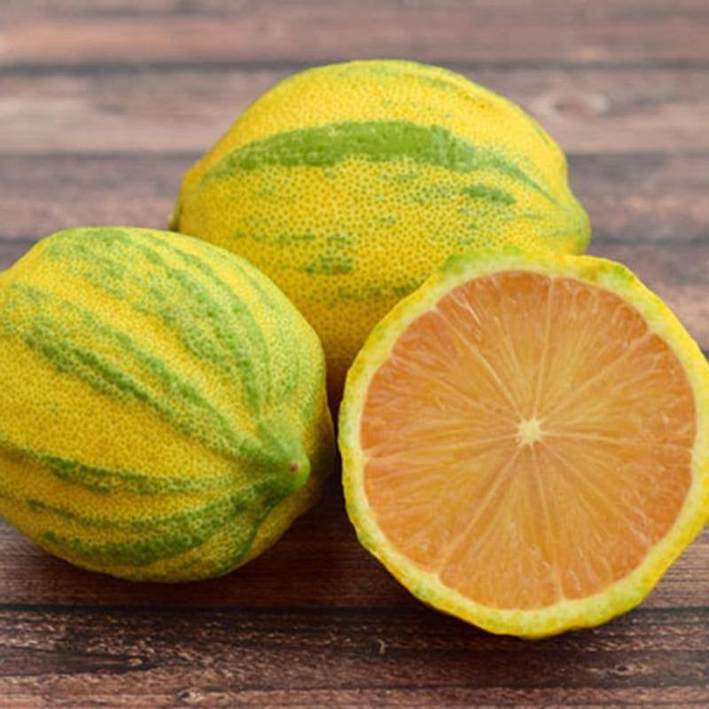 Pink Variegated Eureka Lemon Tree