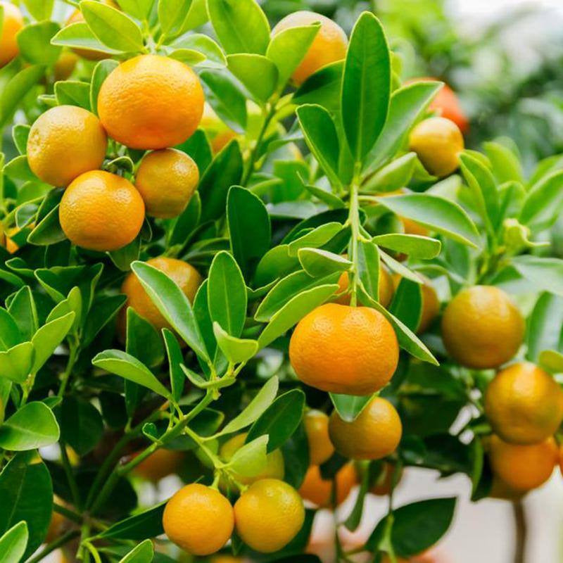 Calamondin Tree