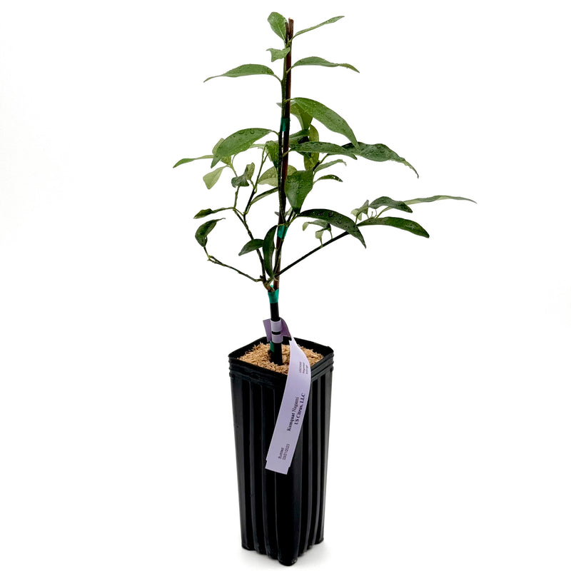 Nagami Kumquat Tree