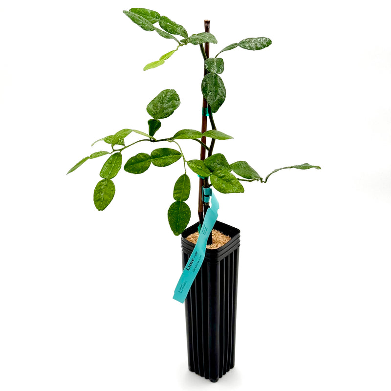 Kaffir (Makrut) Lime Tree