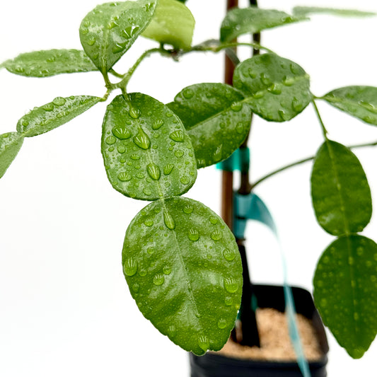 Kaffir (Makrut) Lime Tree