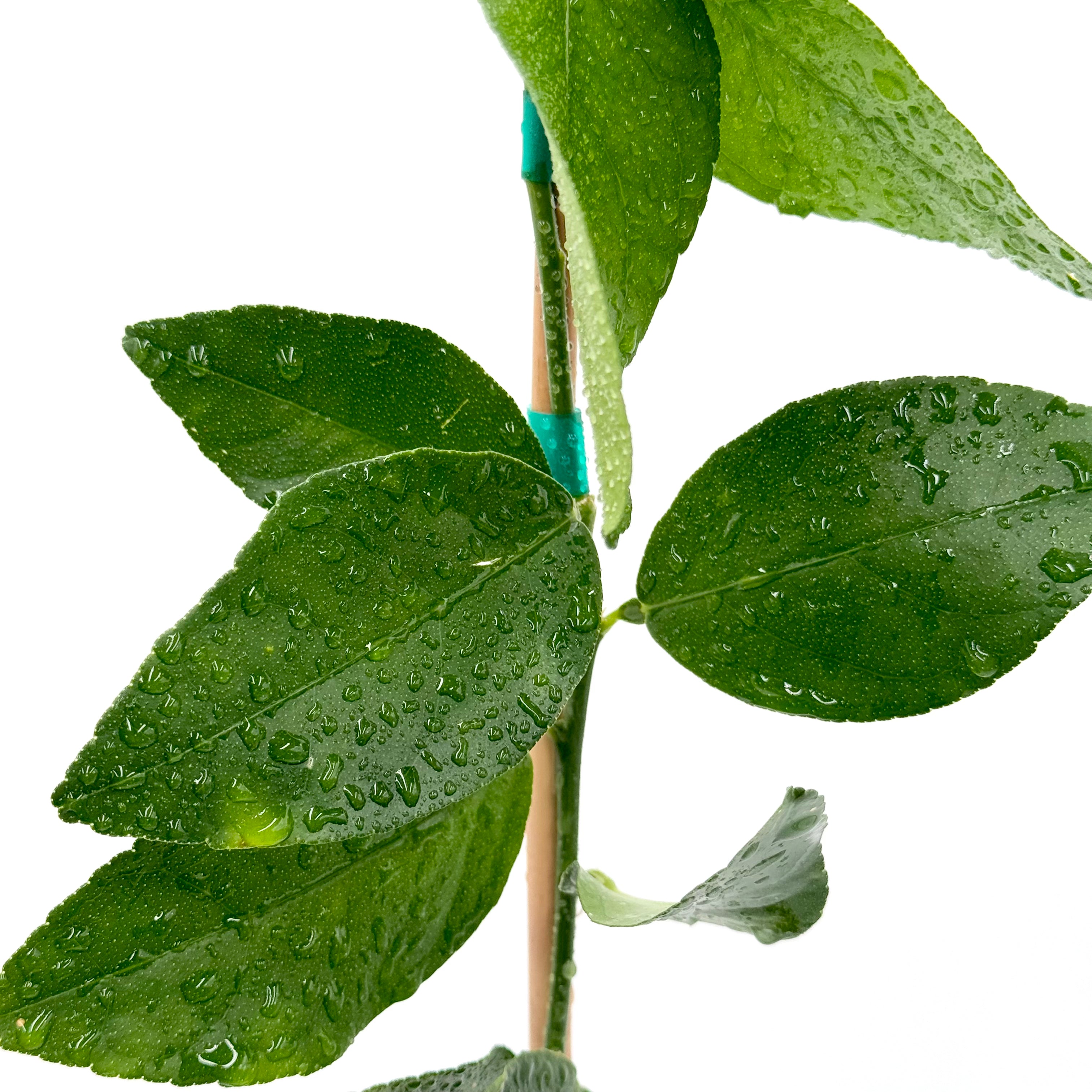 Persian (Bearss) Lime Tree