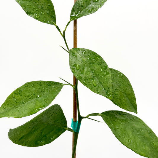 Pineapple Orange Tree