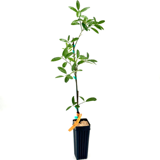 Eustis Kumquat Tree