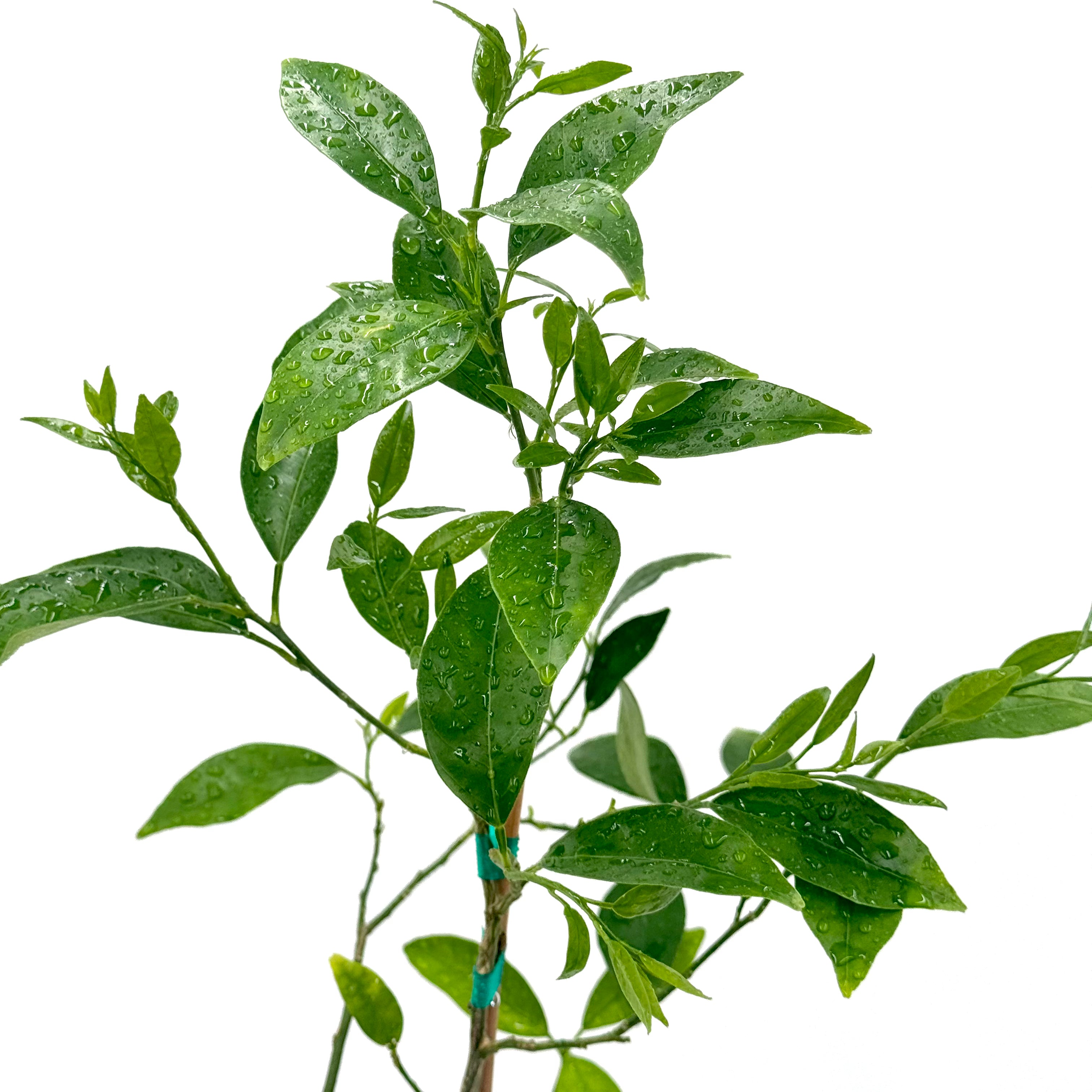 Nippon Orangequat Tree