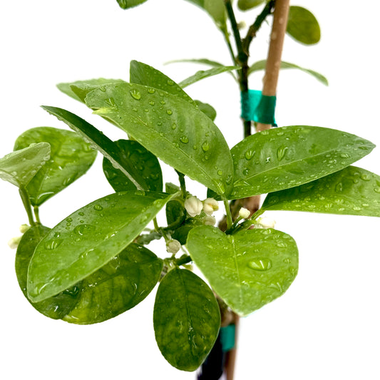 Fukushu Kumquat Tree