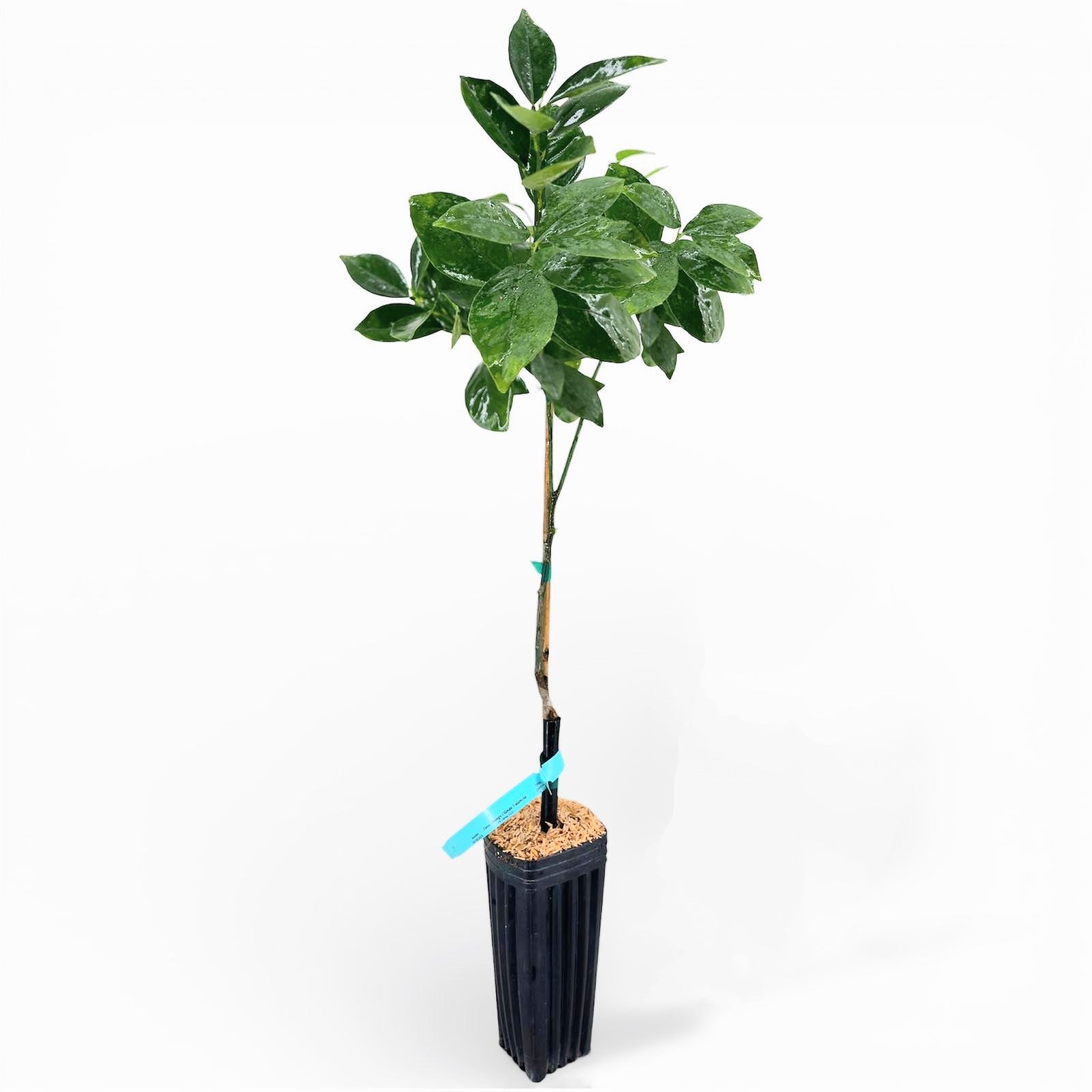 Valencia Orange Tree