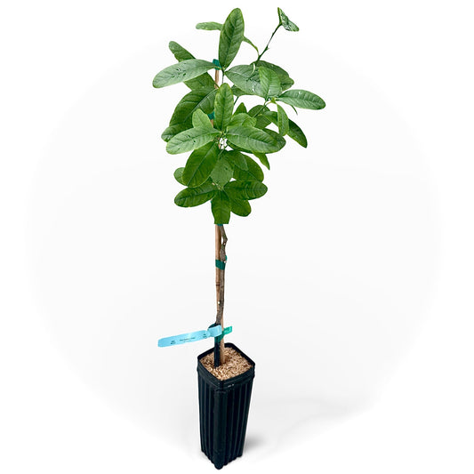 Buddha's Hand Citron Tree