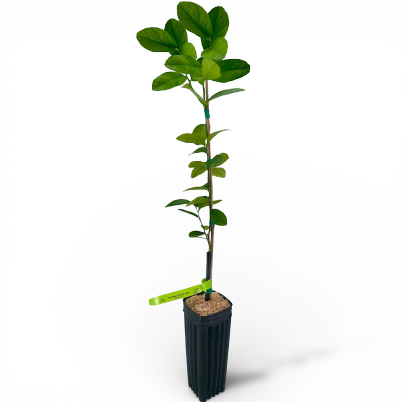 Thornless Mexican (Key) Lime Tree