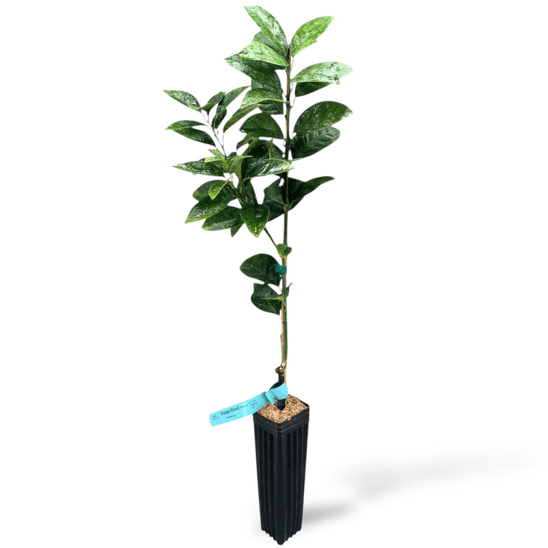 Tarocco Blood Orange Tree