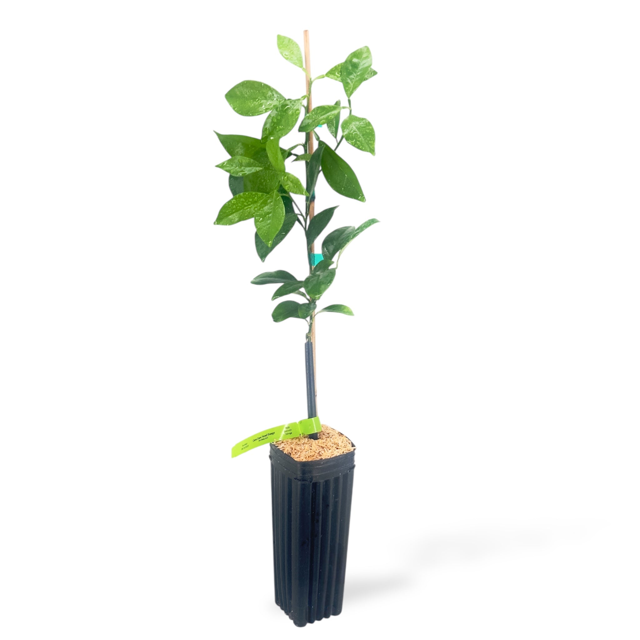 Cara Cara Navel Orange Tree