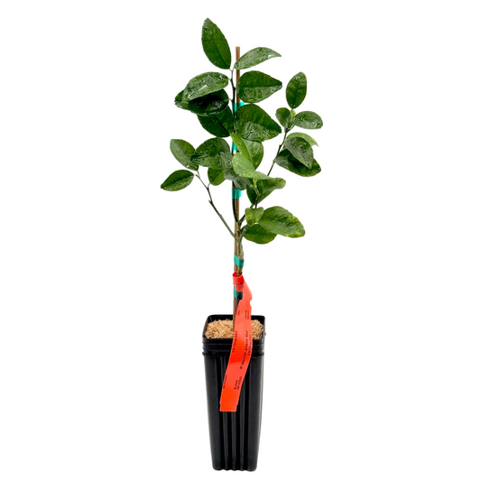 Murcott W. Afourer Mandarin Tree